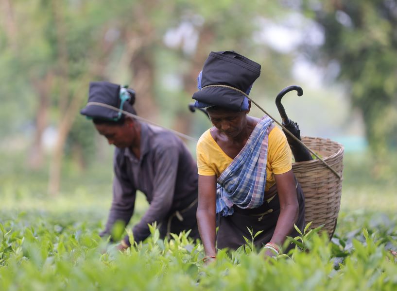 Assam’s Timeless Tea Heritage