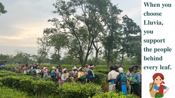 LUVIA TEA — OUR ORIGIN STORY