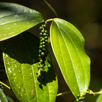 Premium Meghalaya Black Pepper – The King of Spices